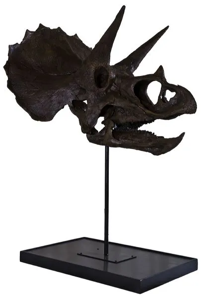 Triceratops skull cast replica reproduction for sale