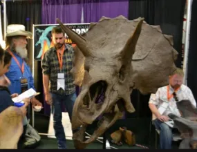 Triceratops skull cast replica reproduction for sale