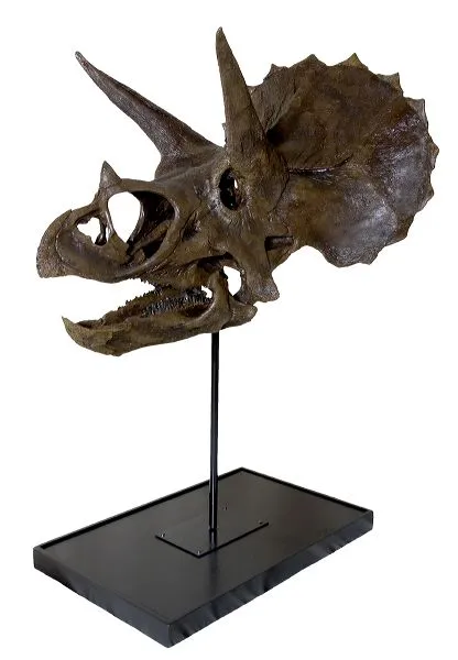 Triceratops skull cast replica reproduction for sale