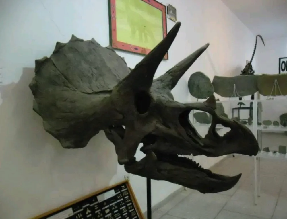 Triceratops skull cast replica reproduction for sale